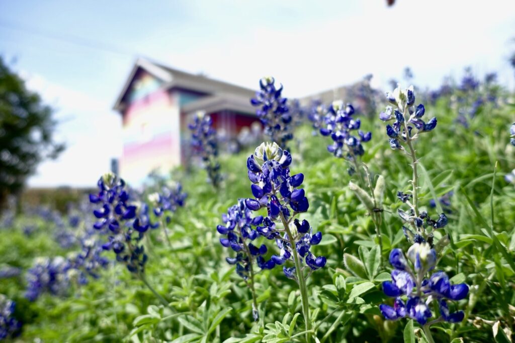 bluebonnet