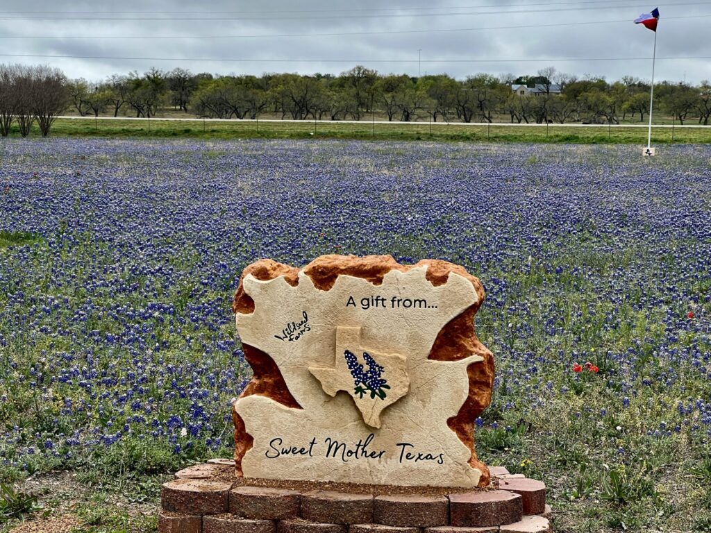 Bluebonnet