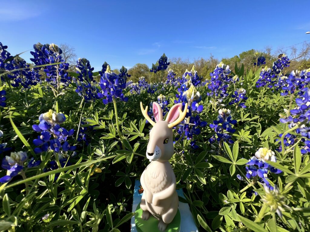 Bluebonnet
