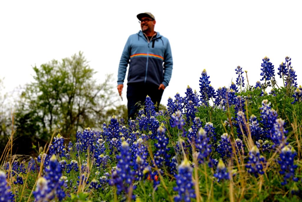 Bluebonnet