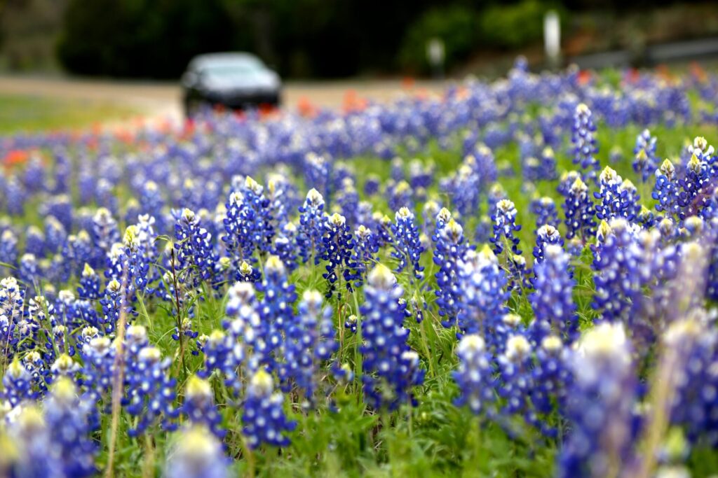 Bluebonnet